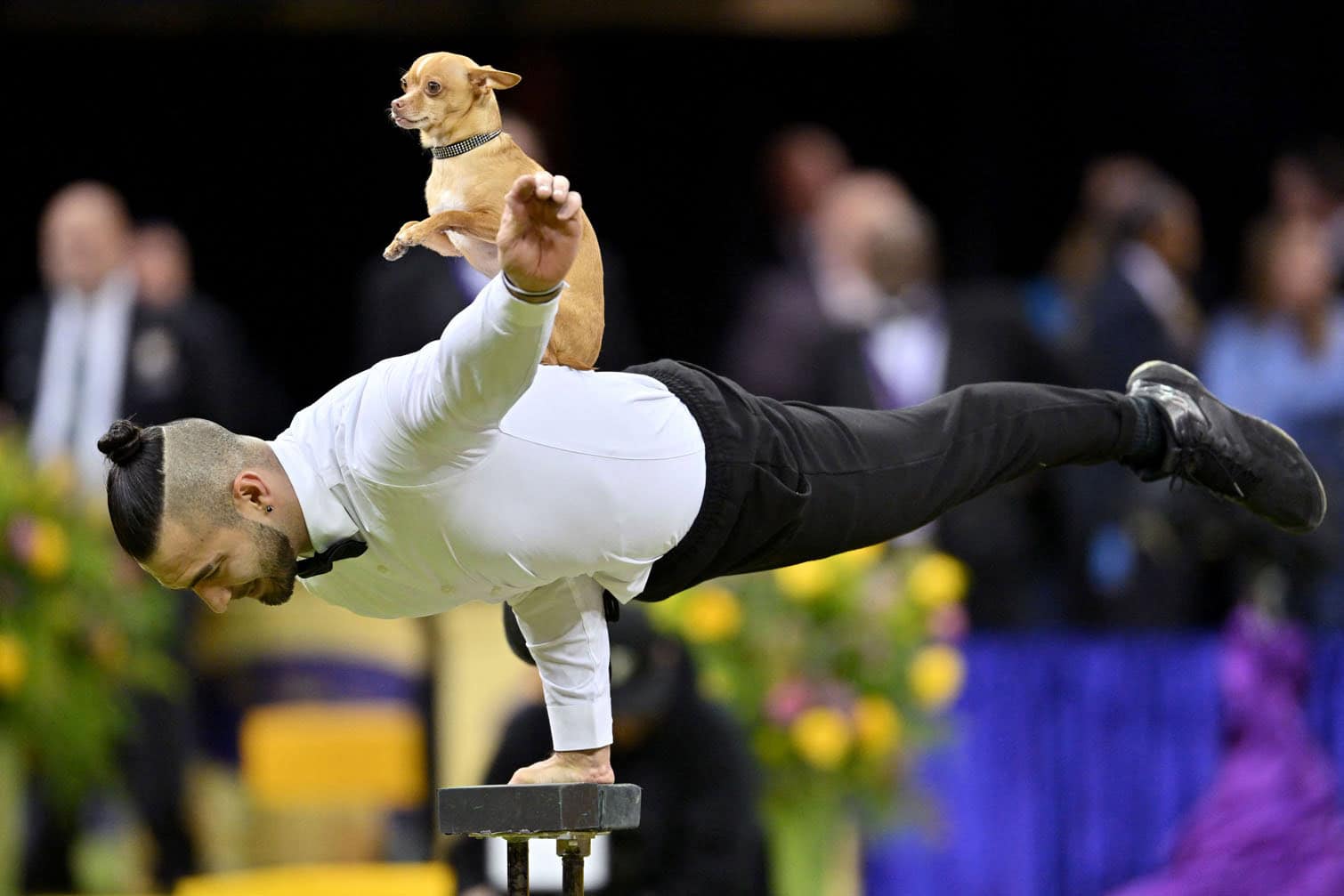 Westminster Kennel Club Dog Show