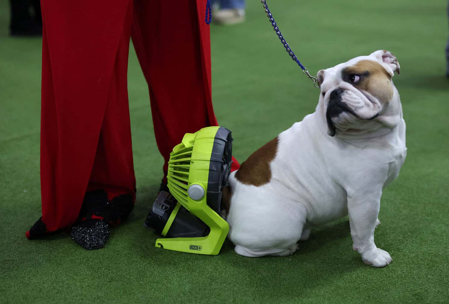 Westminster Kennel Club Dog Show