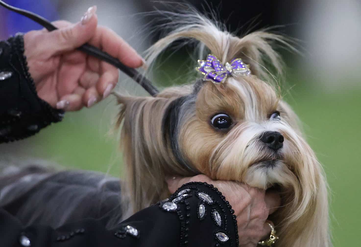 Westminster Kennel Club Dog Show