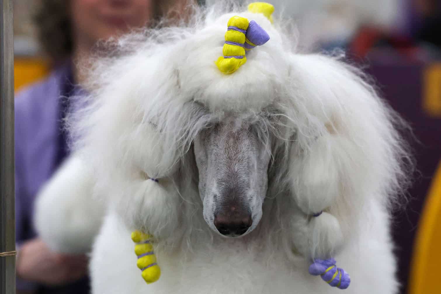 Westminster Kennel Club Dog Show