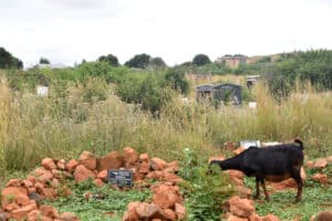 Grieving families protest cemetery fees amid crumbling facilities