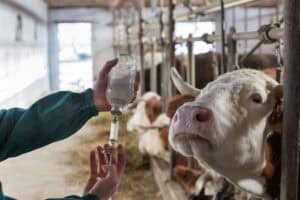Farmers approach High Court for FMD vaccine