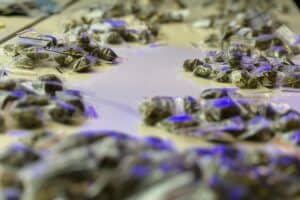 KZN police bust dagga shops, seize R1.3m in drugs