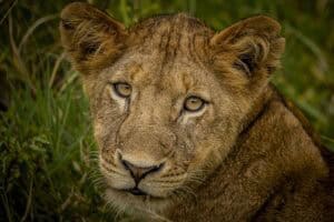 Kruger National Park lions vanishing poaching