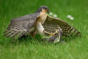 British Wildlife Photography Awards