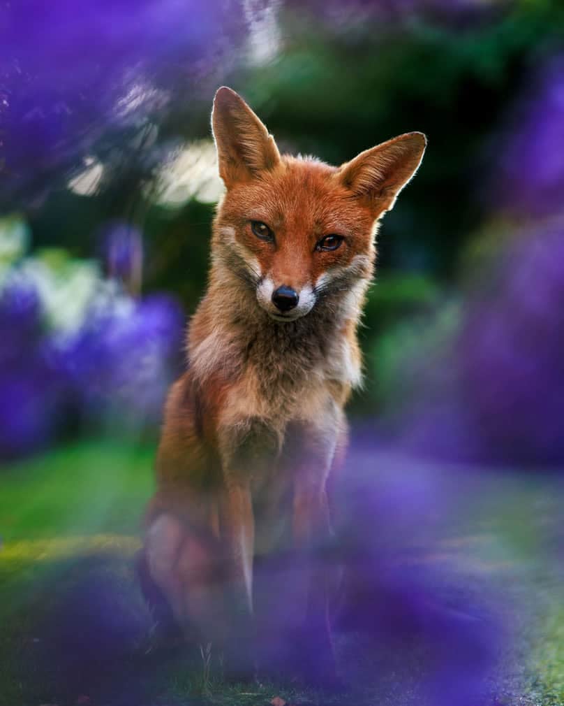 British Wildlife Photography Awards