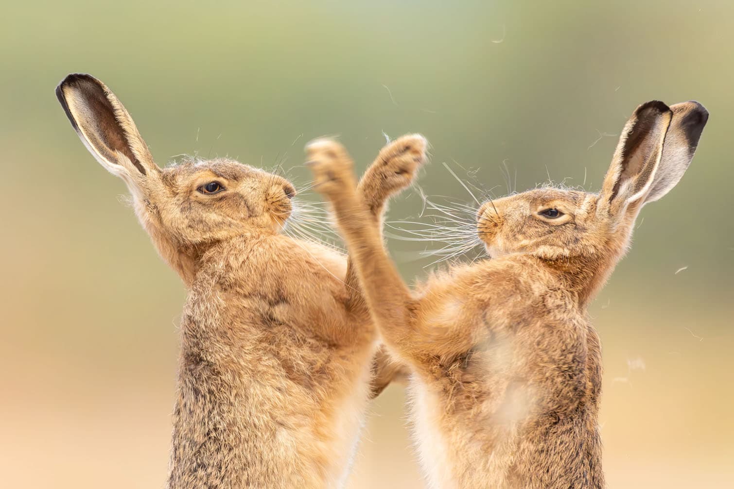British Wildlife Photography Awards