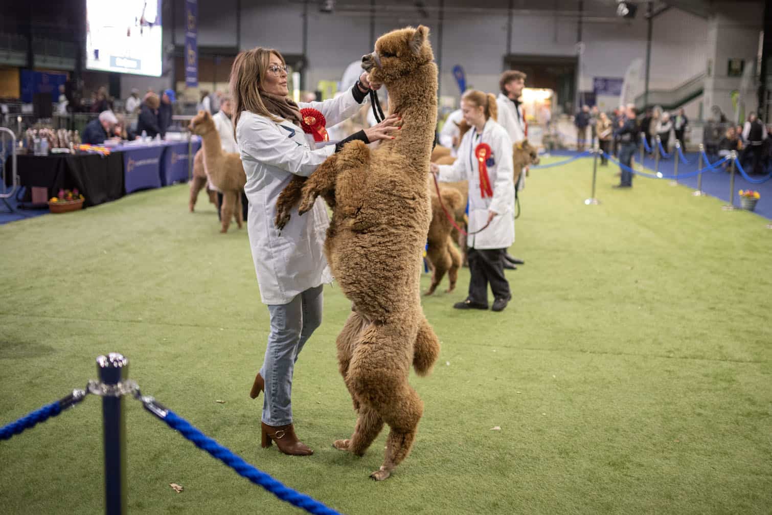 A handler holds her leaping Huacaya alpaca