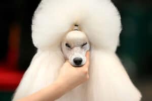 A handler works on a poodle during the dog grooming championships