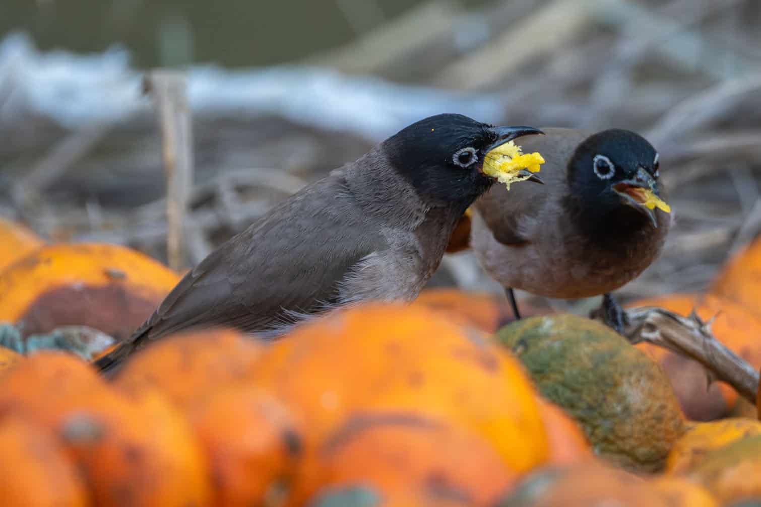 White-spectacled bulbuls feed on fallen citrus in Adana