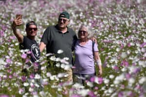 People take a selfie in field of Cosmos flowers