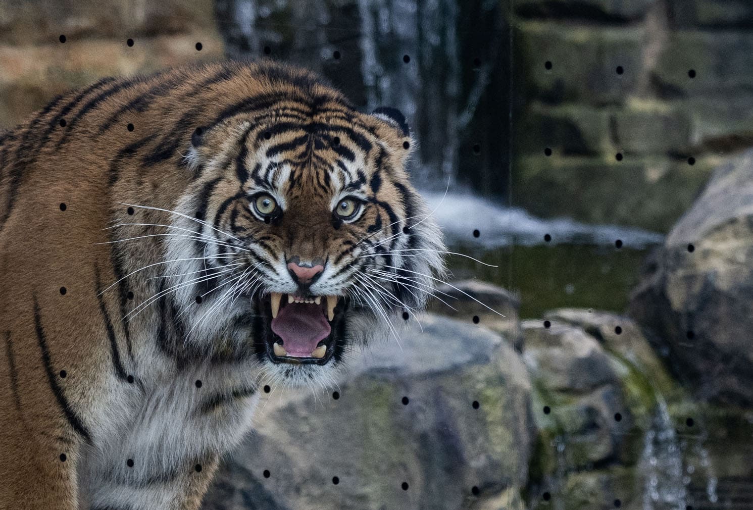A female Sumatran Tiger