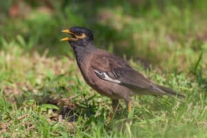 Indian myna: A small bird with a big attitude