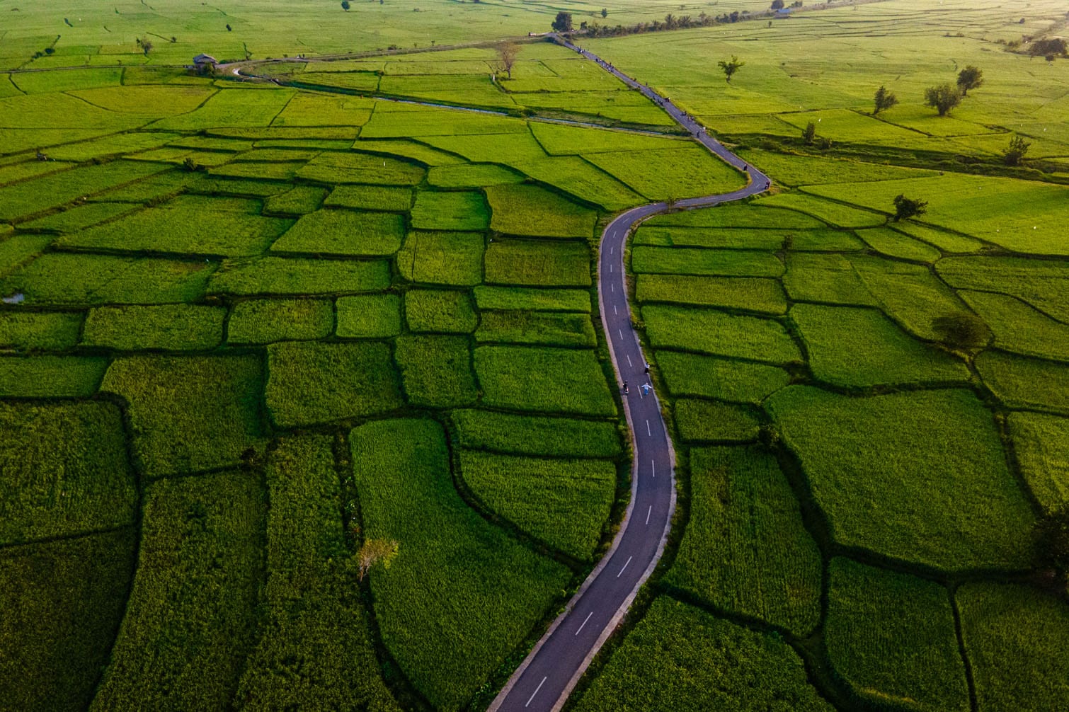 This aerial picture show people walking past paddy fields
