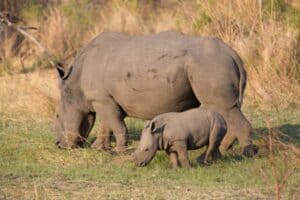 Two rhinos tots saved at Kruger National Park, mom-hunt continues
