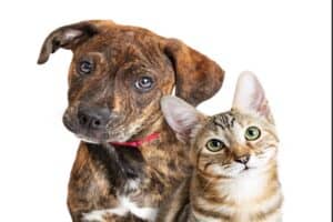 Heads up, pet owners! These popular pet food brands are dangerous because of salmonella contamination. 