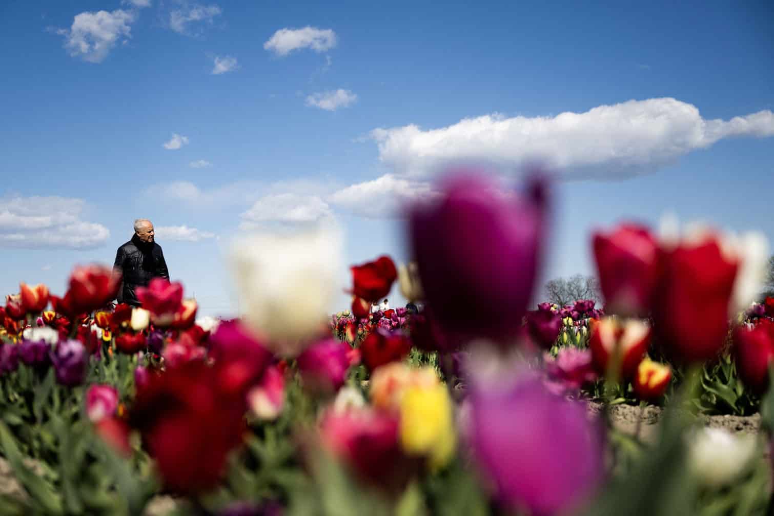 A visitor walks in a field of "Tulipani Italiani"