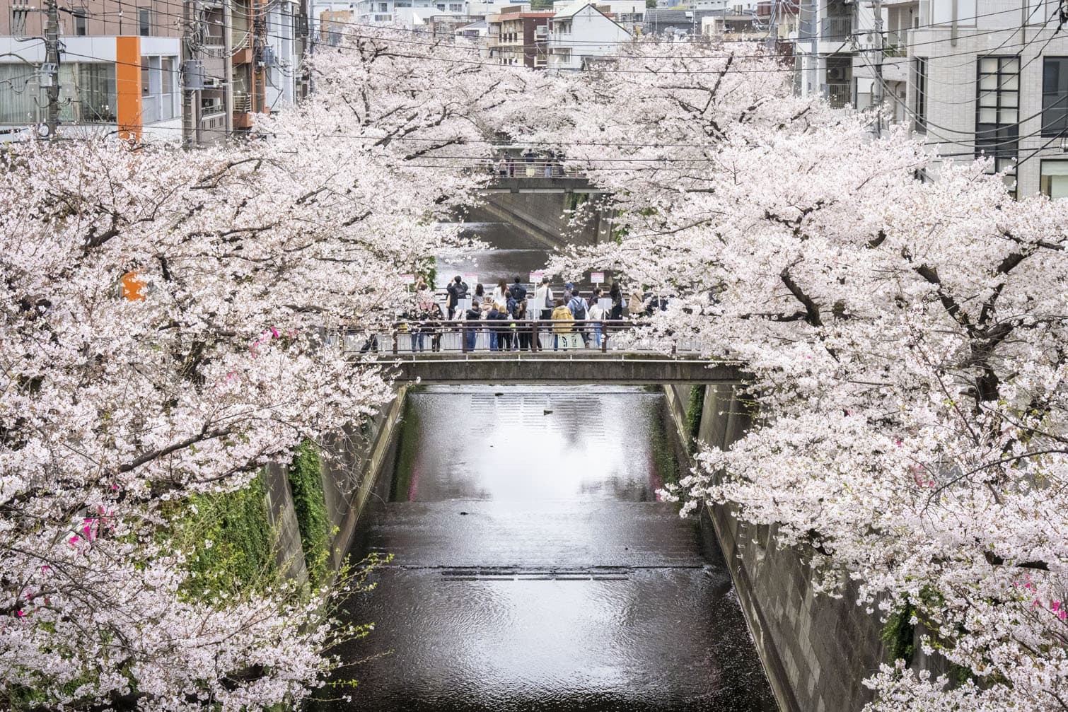 People photograph cherry blossoms