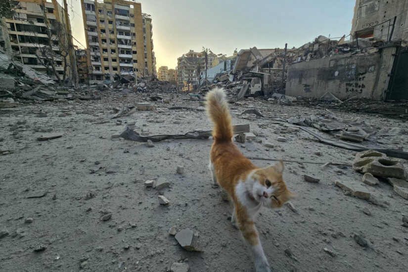 A cat walks amid debris
