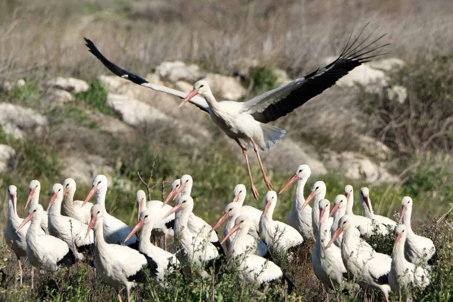 Migratory birds rest in the highlands of Turkiye's Mersin