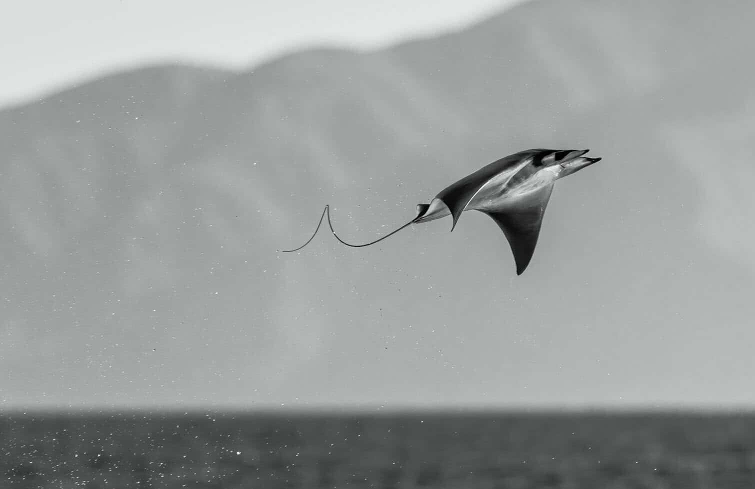 The Nature Photography Contest