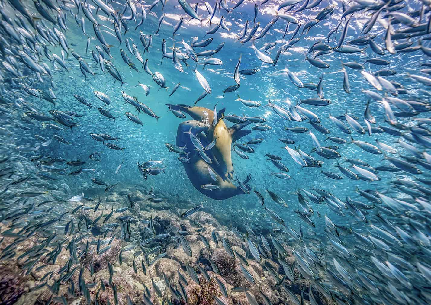 The Nature Photography Contest