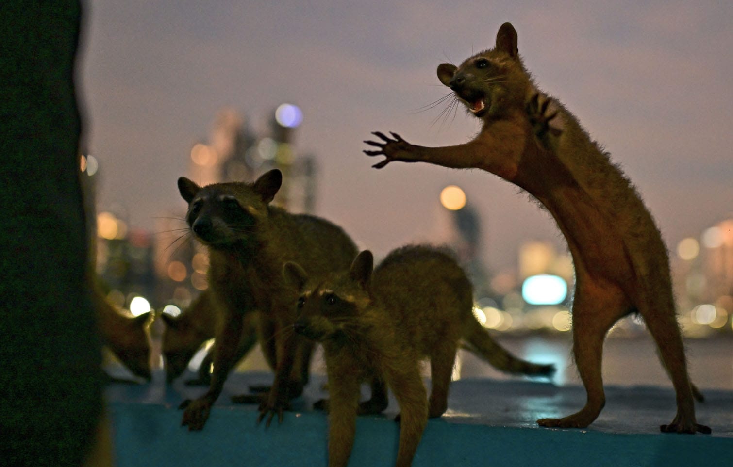 Several raccoons are fed by tourists
