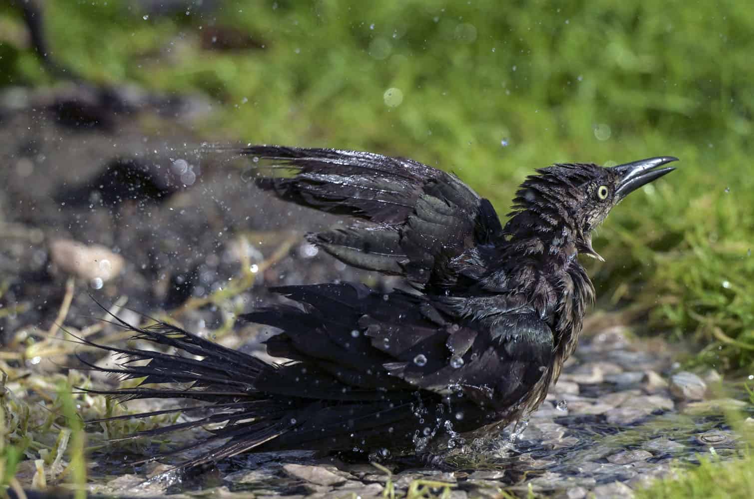 A great-tailed grackle gets wet in a puddle