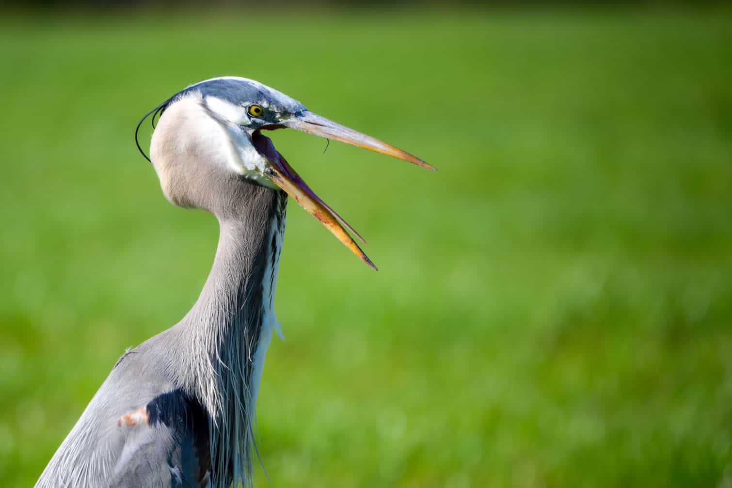 Birds: Great Blue Heron in San Francisco