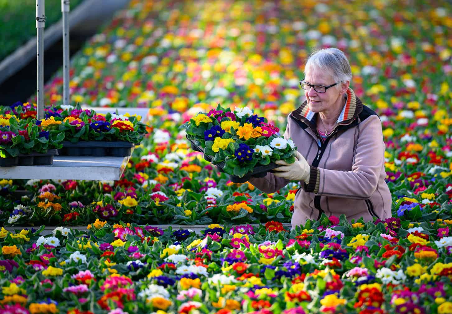 Sea of flowers in the greenhouse: primrose season begins