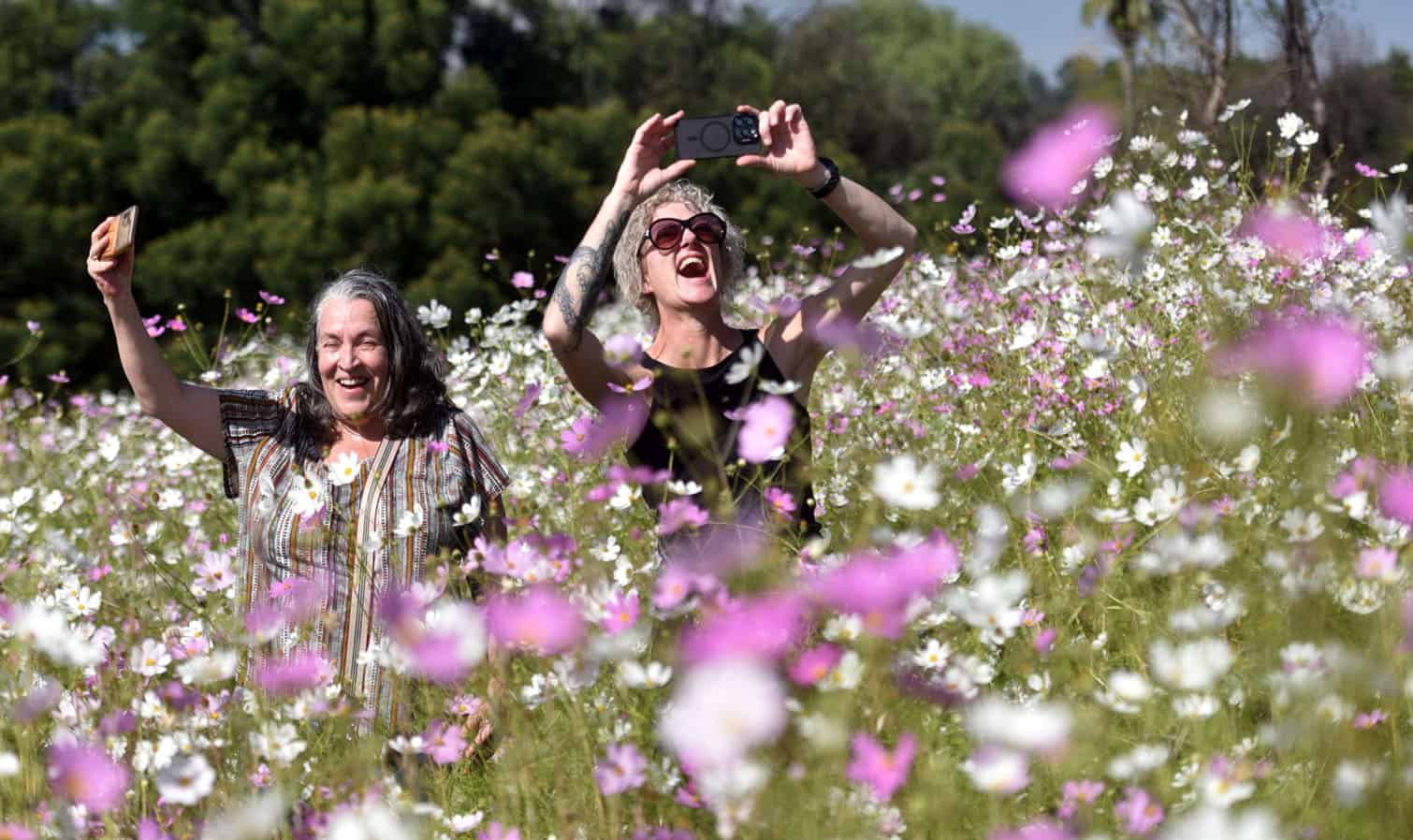 Cosmos flowers in Joburg