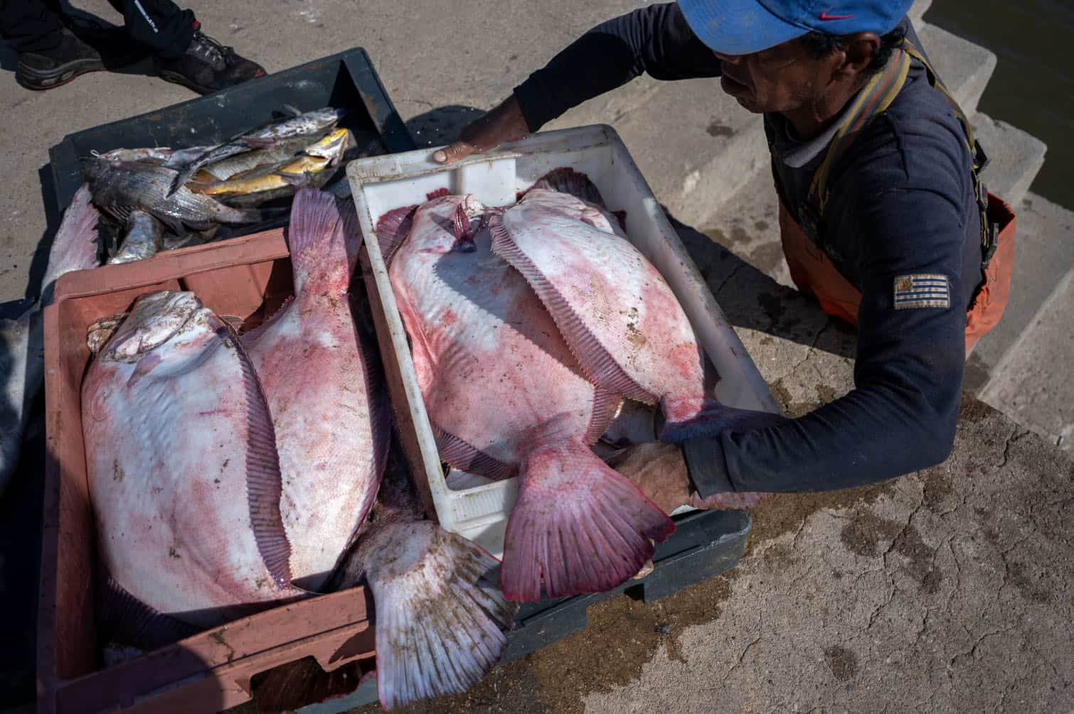 A fisherman unloads flounder