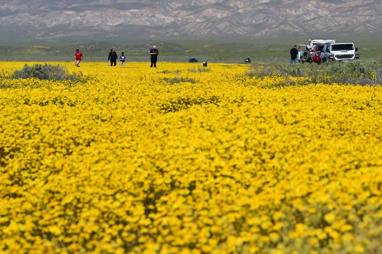 People walk amid a superbloom of wildflowers