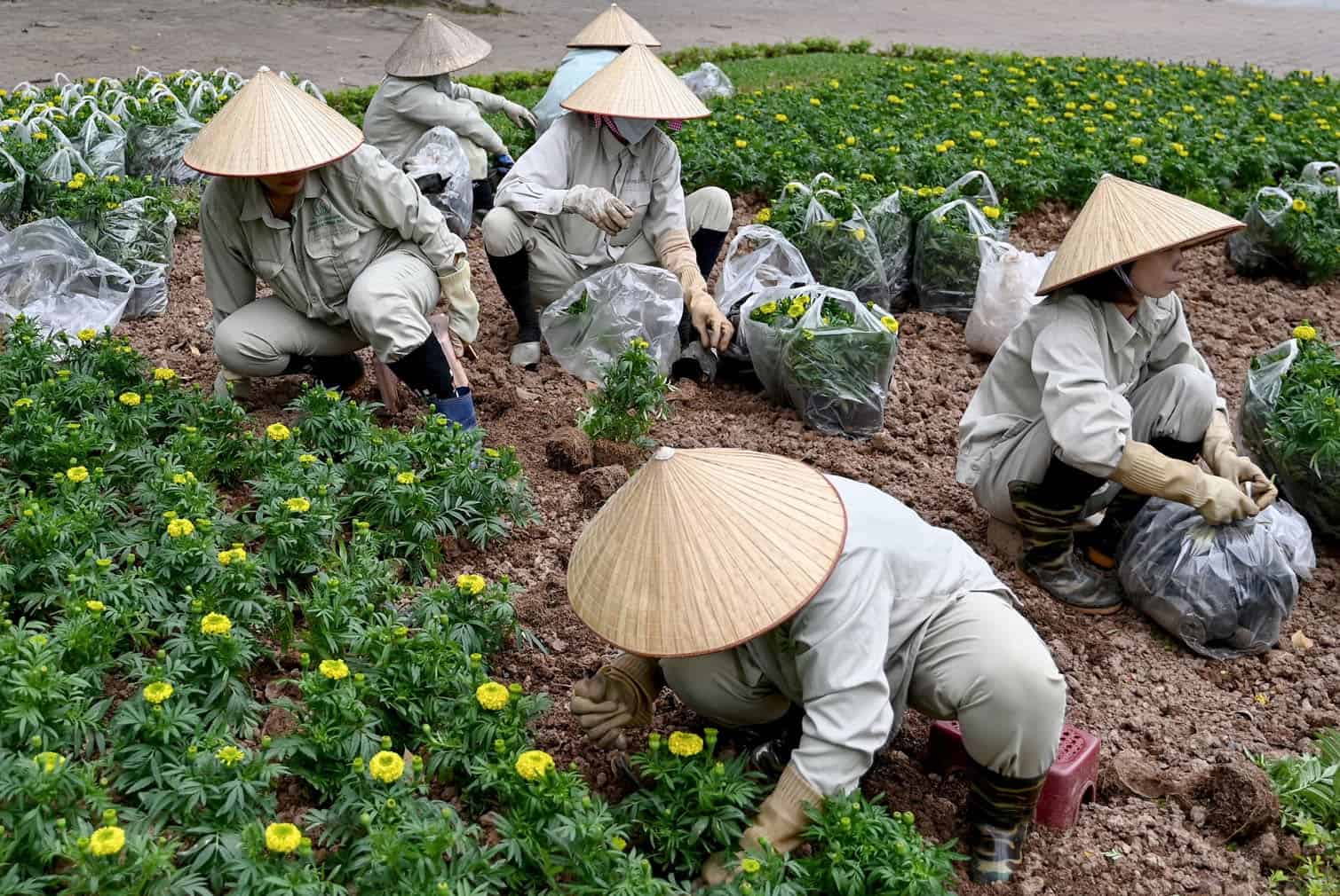Workers wearing traditional conical hats