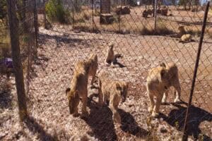 NSPCA backs national move to stop new captive lion farms