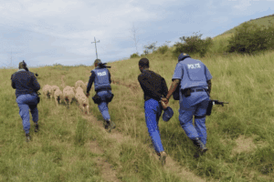 stock theft, theft, arrests, Eastern Cape, 23 year old, cattle, sheep, goat, stolen, victim, farmers