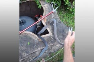 Black mamba in pond pump Durban