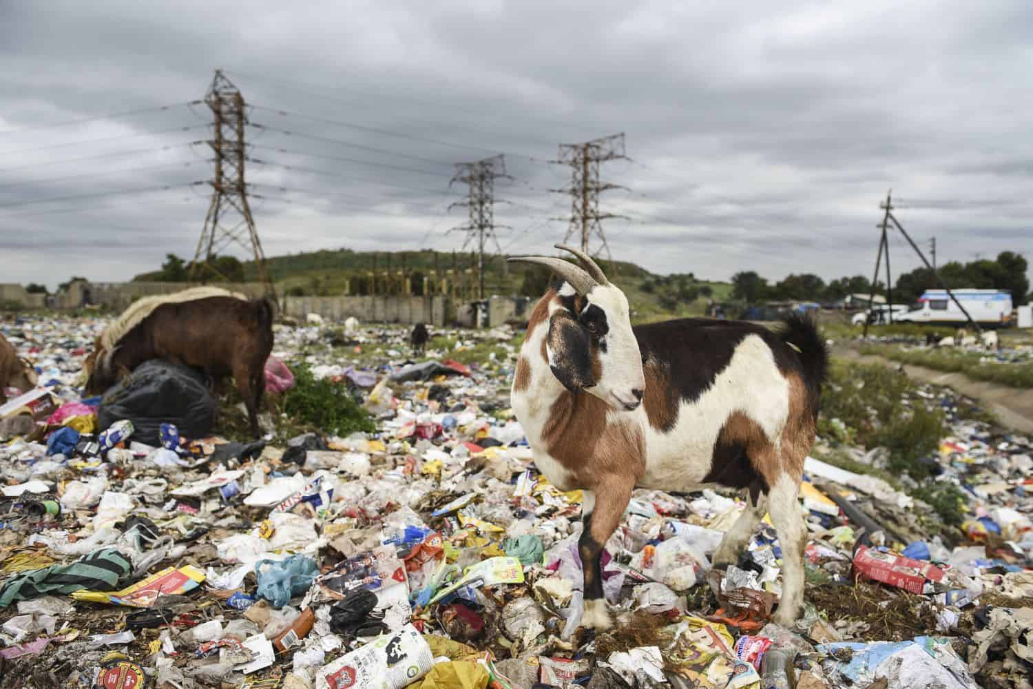 Goats feed on dumped litter along a street in Boipatong, 23 April 2026. Picture: Michel Bega/The Citizen