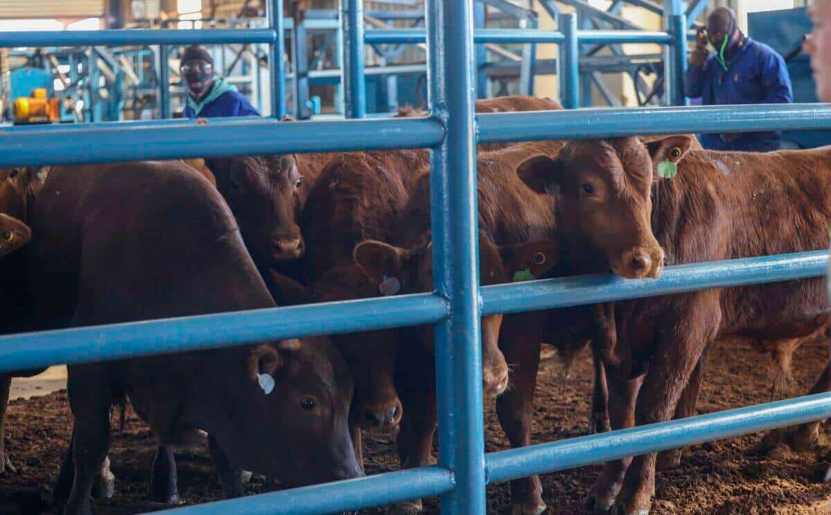 DA slams Gauteng foot-and-mouth disease plan