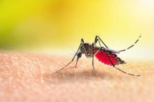 Gauteng malaria cases surge as deaths rise sharply