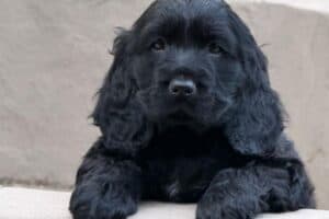 Thinking of getting a puppy? Read this first