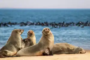 Seals rabies Cape Town