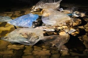 Bust in Tsitsikamma as rangers raid hidden abalone spot, 2 arrested