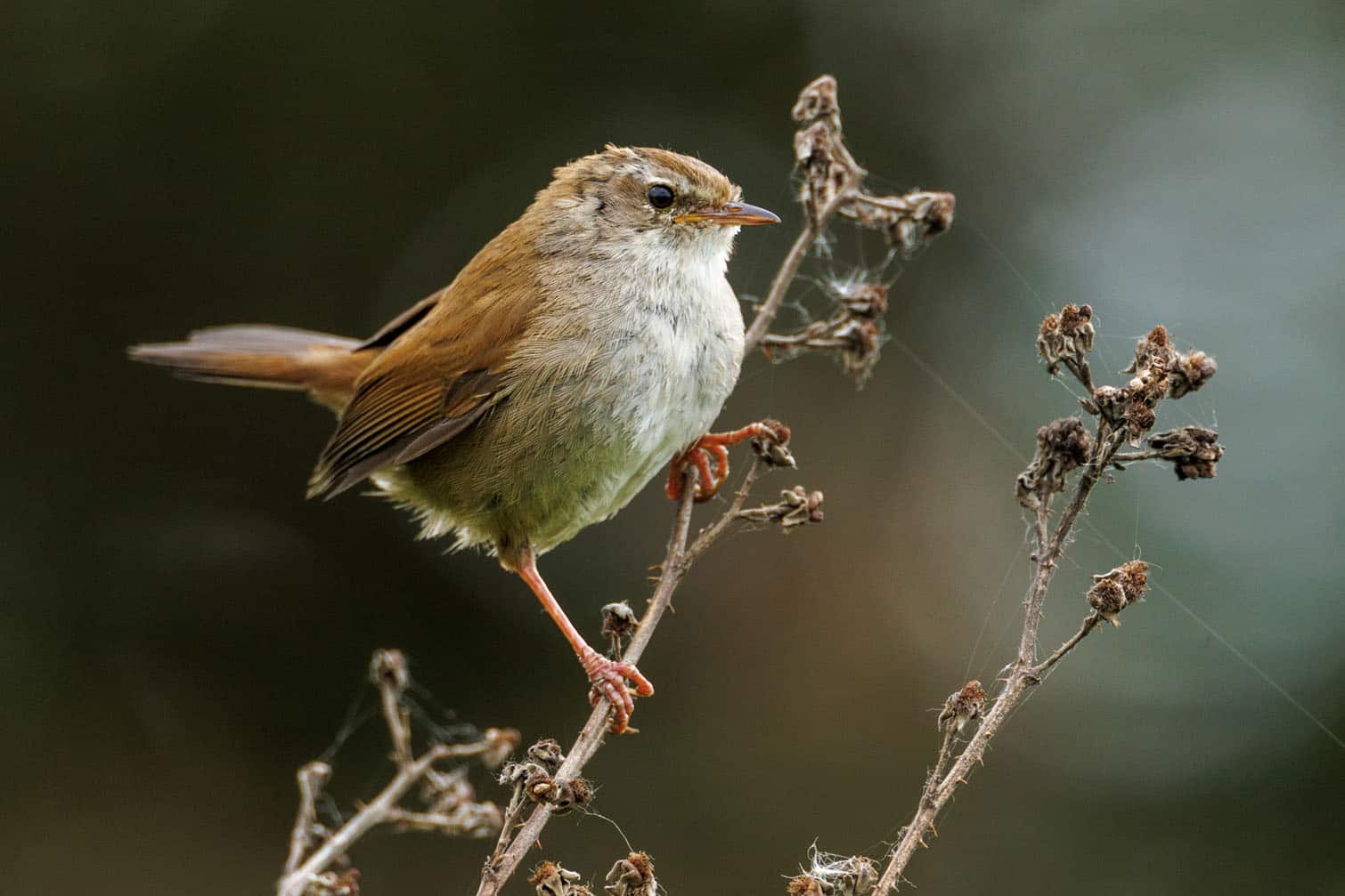An often heard, but rarely seen Cettis Warbler