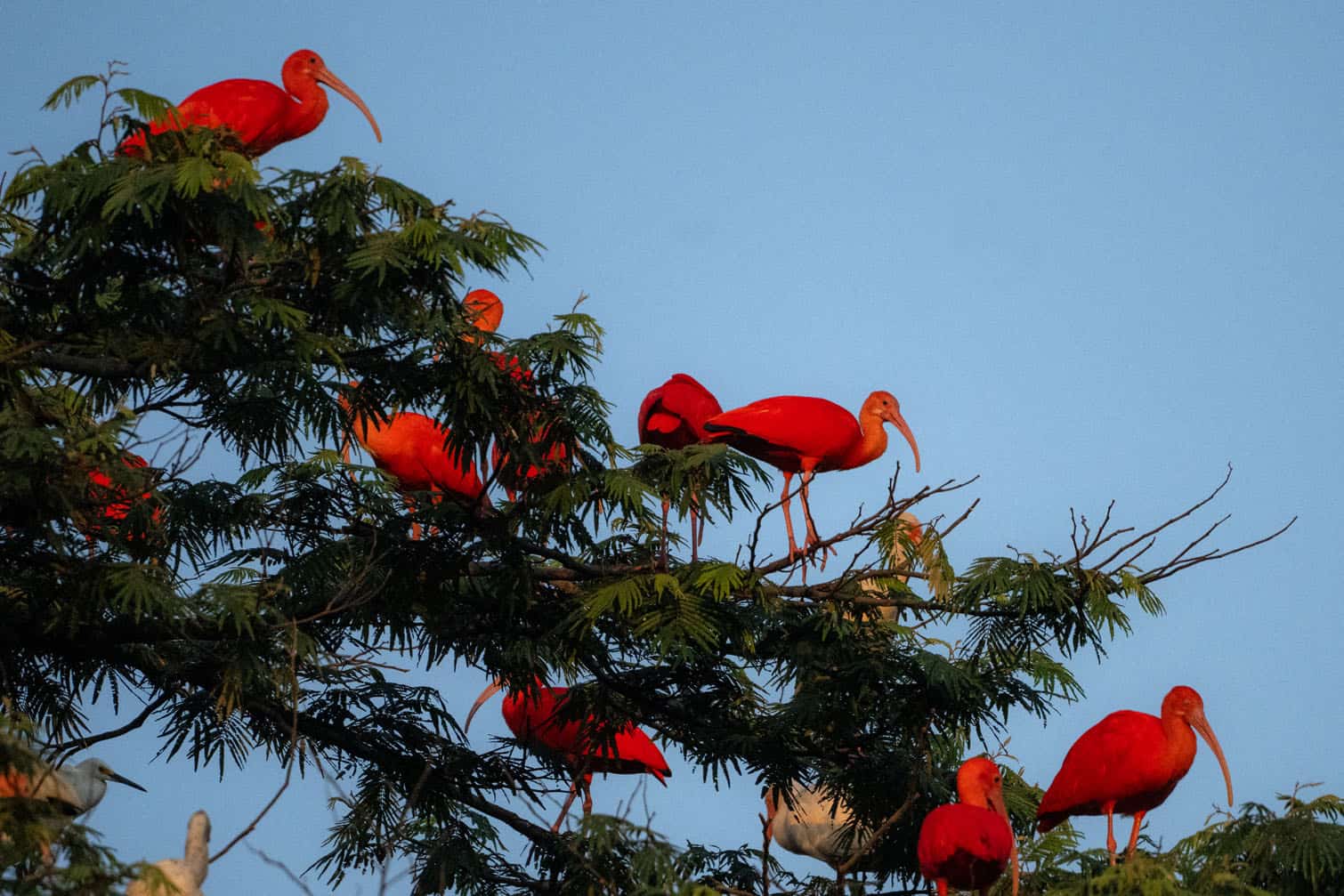 Scarlet ibises