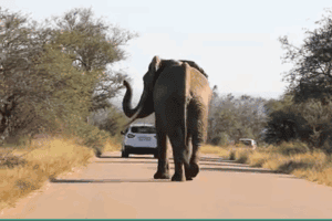 Kruger National Park on reckless tourist behaviour