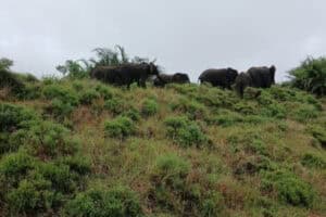 Ezemvelo has run out of land to accommodate the overpopulation of elephants.