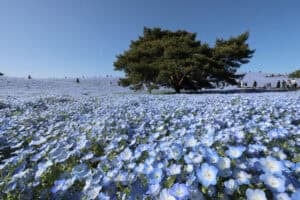 Nemophila flowers are in full bloom at Hitachi Seaside Park