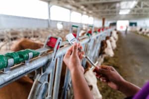 13 million foot-and-mouth vaccine doses to arrive in SA: will meat remain safe to eat long-term?