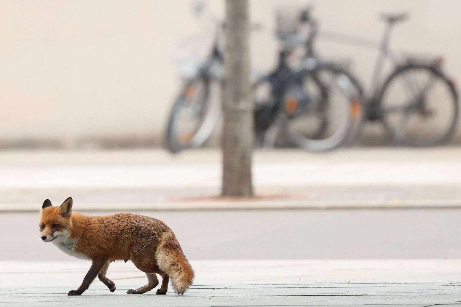 A fox pays a visit to the Chancellery